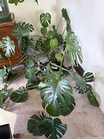 Overall view of large Monstera deliciosa spreading across carpet