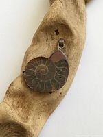 front view of ammonite pendant showing fossil chambers and bail
