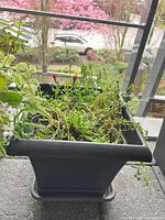 Black plastic planter with green seedlings