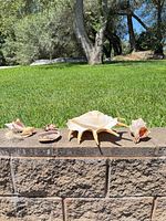 All six shells lined on retaining wall showing size and variety