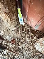 Overall view of both rusted pitchfork heads leaning against shed wall