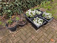 Group of all planters: four square with pansies and two round hanging pots