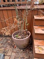 Full view of planter beside stairs