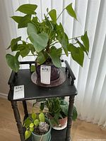 Full view showing philodendron on stand top shelf, peace lily and neon pothos on lower shelf