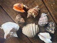Top view of all eight assorted shells on wood surface