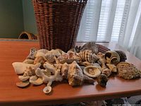 Overall lot showing basket with shells and coral spread on surface