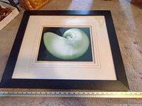 Front view horizontal orientation showing shell print, matting, frame, and ruler for scale