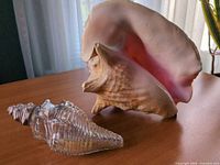 Natural conch shell and glass conch ornament on tabletop