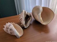 All three large seashells on tabletop