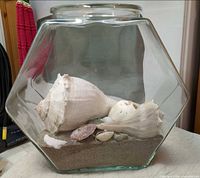 Front view of glass vase showing hexagonal form, sand base and large shells