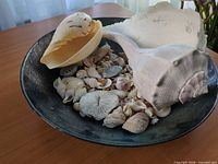 Overview of bowl filled with assorted shells including large conch and shell fragments