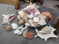 Group shot of assorted seashells with glass dish