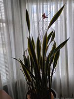 Full view of variegated snake plant with butterfly decoration showing height and foliage