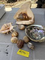 group view of all shells and coral on table