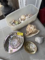 Overview of lot on table showing tub of shells, two abalone shells and two larger individual shells
