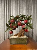 Front view of peach stone bonsai showing fruits, leaves, trunk, planter