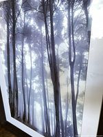 Front view of framed forest photograph