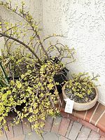 Tall and medium Portulacaria plants in dark glazed pot plus smaller plant in round tan glazed pot