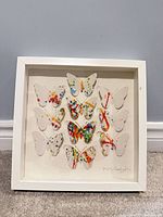 Front view of framed butterfly shadow box