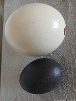 Ostrich and emu eggs side by side showing size and color contrast
