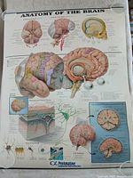 Full view of poster showing complete brain chart with ProAmatine branding