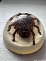 Top view of resin dome showing tarantula