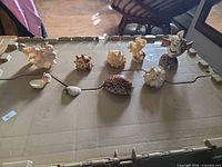 Group shot showing all seashells, coral and shell fish figurine on container lid