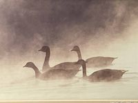Close view of photographic subject showing three geese in mist
