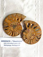 Pair of sliced ammonite halves showing internal chambers