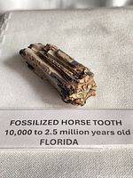 Oblique view of the fossil tooth with label indicating origin and age