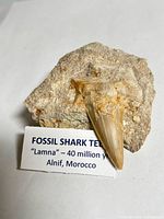 Overall view of tooth in matrix with label identifying species, age, locality