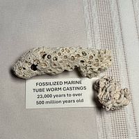 Elongated and small fossil pieces with label showing age range