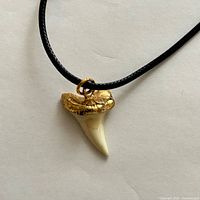 Front view of necklace displaying tooth pendant on cord