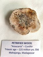 Front view of petrified wood slice with identification label