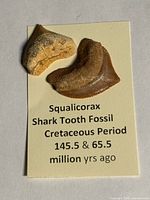 two fossils on card detailing species, period and age range