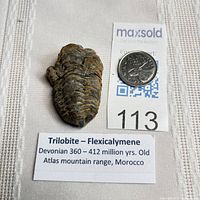 Trilobite fossil beside coin and label for scale