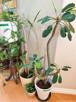 Group of potted plants and stand showing overall lot