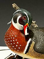 Close-up of wood duck head, chest and feather carving