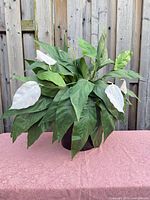 Front view of artificial peace lily showing foliage and flowers in pot