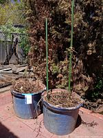 Two dark blue planters side by side on patio with soil and bamboo stakes
