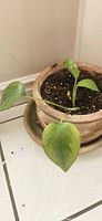 Potted plant with terracotta pot and saucer