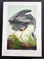 Full view of unframed Great Blue Heron print with margin and image