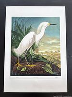 Full view of unframed Snowy Egret print on white border