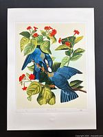 Full view of unframed White-crowned Pigeon lithograph