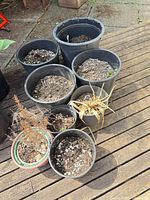 Group of eight assorted plastic pots with soil, arranged on wooden deck