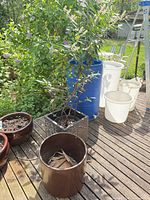 Group of assorted planters and live tree on deck