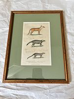 Front view of framed wildlife print with green mat and gilt wood frame