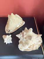 All three seashells grouped on surface