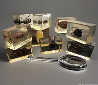 Group of resin blocks with insects and magnifying glass