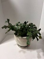 Christmas cactus in pot with saucer front view